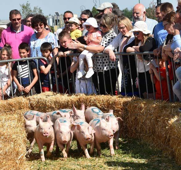 Fête du Cochon