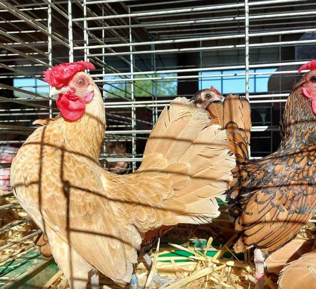 Marché aux Oeufs et aux Poussins